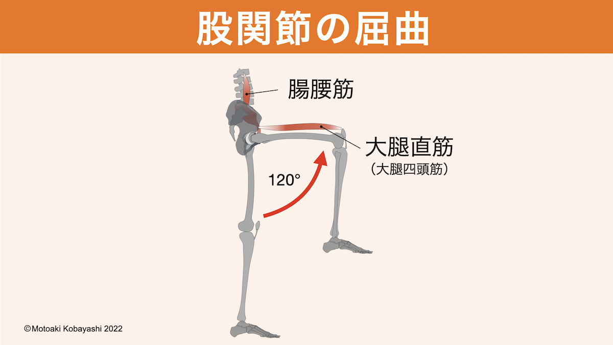 股関節の屈曲（腸腰筋、大腿直筋）